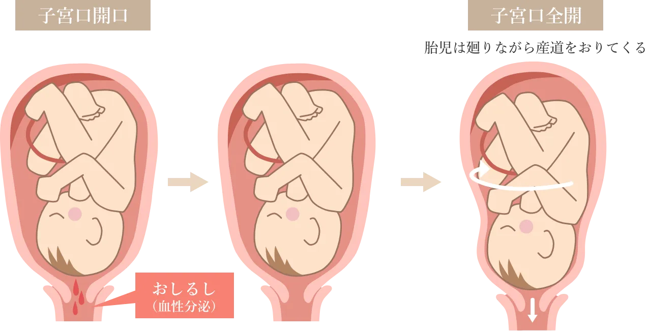 子宮内の赤ちゃんの様子